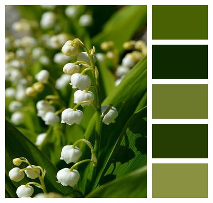Blossoms Lily Of The Valley Flower Image